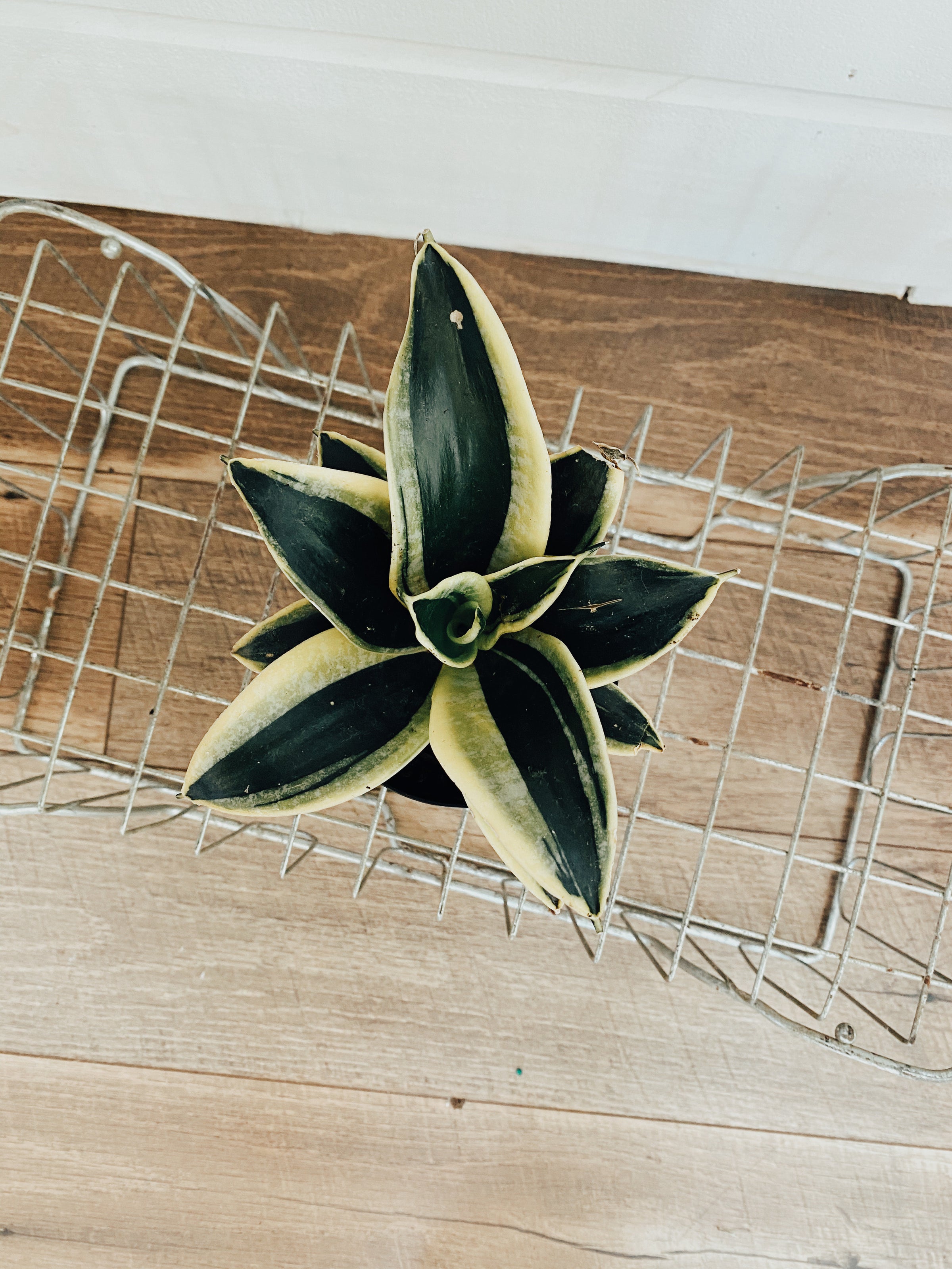 sansevieria hahnii gold Sansevieria Hahnii Gold, Snake Plant