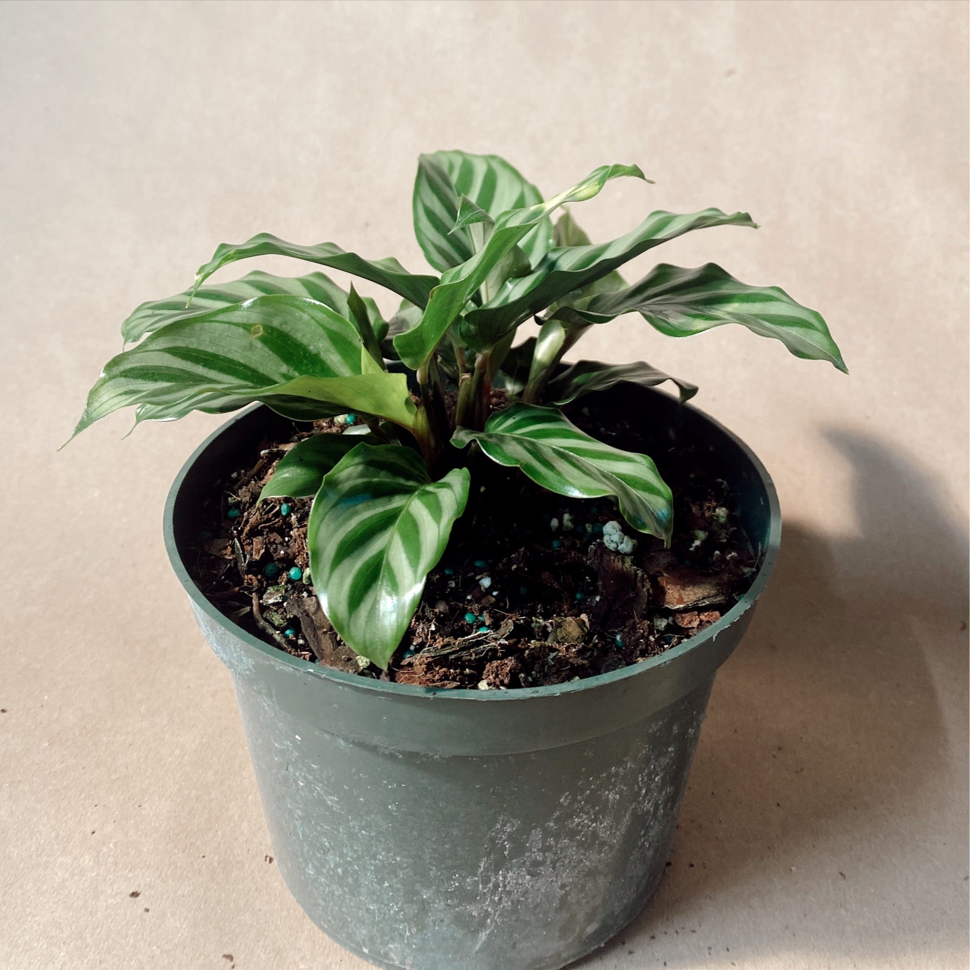 calathea rufibarba gondozása Calathea Rufibarba