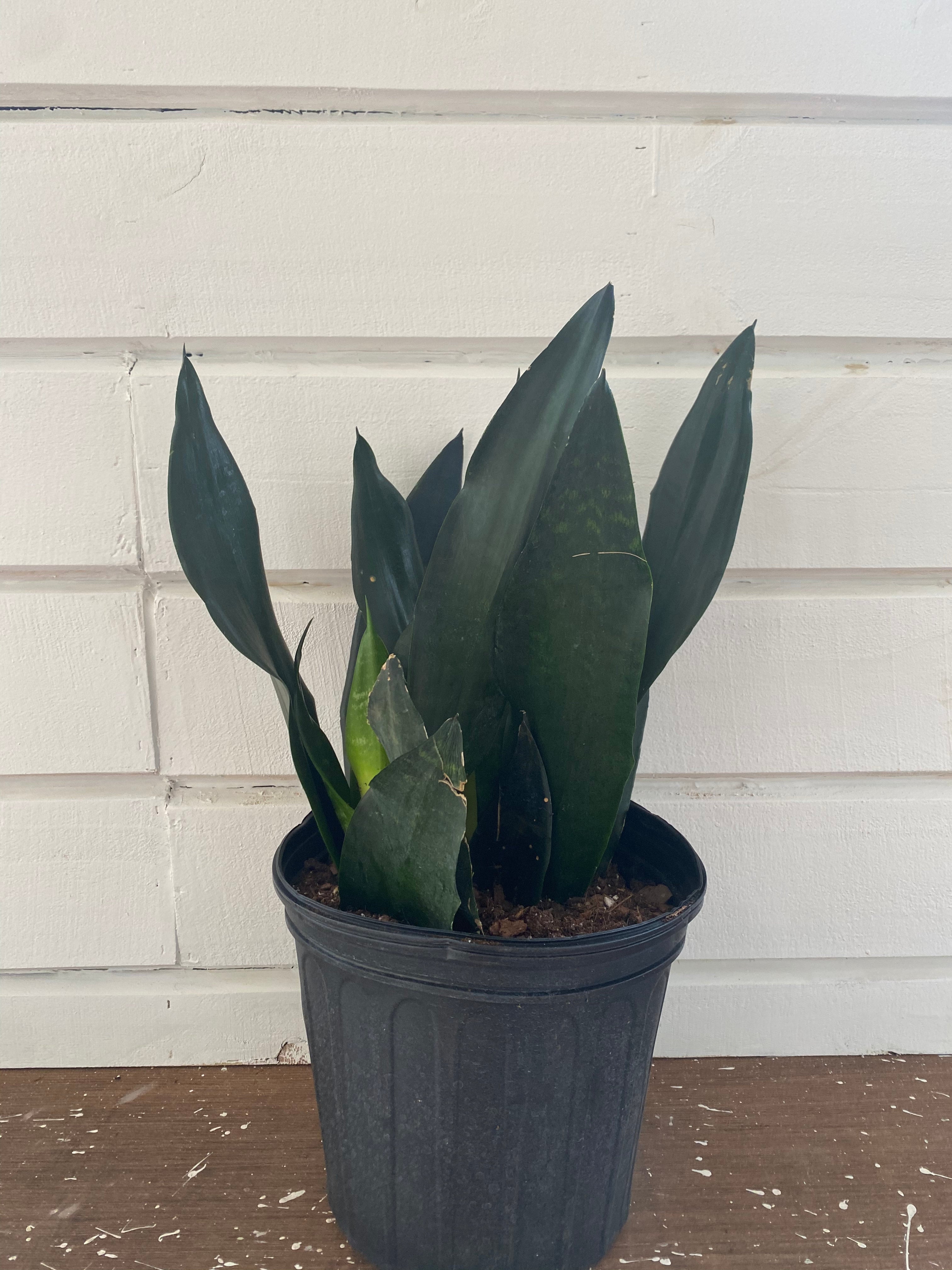 lowes succulent soil Jelly Bean Succulent 'Sedum rubrotinctum' 6" Pot / Light Green / With Pot
